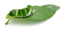 beautiful-green-caterpillar-crawling-lemon-leaf-white-background_jpg_1 (1)