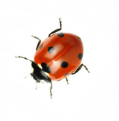 istockphoto-465357730-170667a_jpg